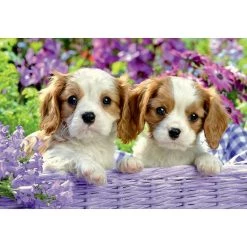 Bon marché ⌛ Ravensburger Puzzles 2x24 p - amis tout doux 🎉 -Ravensburger Soldes Boutique 4005556050291 3