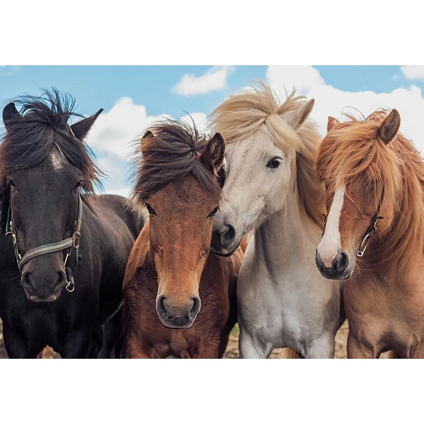 Bon marché ❤️ Ravensburger Puzzles 2X24 P - L'amour Des Chevaux 😍 5 Bon marché ❤️ Ravensburger Puzzles 2X24 P - L'amour Des Chevaux 😍 – Image 3