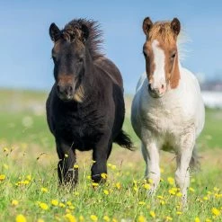 Meilleure vente 🤩 Ravensburger Puzzles 3X49 P - Adorables Poneys 🎁 -Ravensburger Soldes Boutique 4005556080113 2