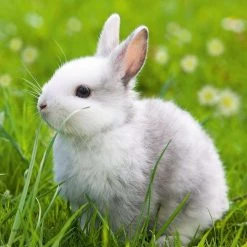 Meilleur prix 🛒 Ravensburger Lapin mignons 3 x 49 puzzles 🥰 -Ravensburger Soldes Boutique 4005556080410 2