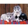 Meilleur prix 💯 Ravensburger Puzzle XXL 200p Mignons Huskies 😍 2 Meilleur prix 💯 Ravensburger Puzzle XXL 200p Mignons Huskies 😍 -Ravensburger Soldes Boutique 4005556128235 1
