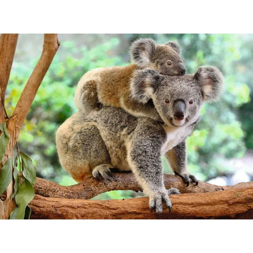 De gros 🌟 Ravensburger Puzzle Famille Koala 200 pieces ✔️ 4 De gros 🌟 Ravensburger Puzzle Famille Koala 200 pieces ✔️ – Image 2
