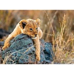 Le moins cher 😍 Ravensburger Puzzle 200 p XXL - Le petit lionceau 🔔