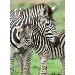 Grosses soldes ✨ Ravensburger Puzzle 300 P Xxl - Mes Zèbres Préférés ⭐ -Ravensburger Soldes Boutique 4005556129485 3