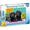 Grosses soldes 🤩 Ravensburger Puzzle 300 p XXL - Labradors noirs 🤩 -Ravensburger Soldes Boutique 4005556129508 1