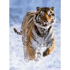 Sortie 🔔 Ravensburger 14475 Puzzle 500 pièces - Tigre dans la neige 🛒 -Ravensburger Soldes Boutique 4005556144754 2
