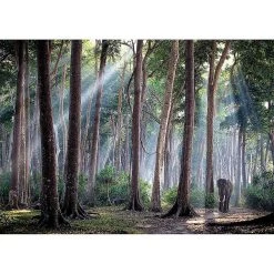 Coupon ✨ Ravensburger Puzzle N 1000 P - Forêt Indienne 😀 11 Coupon ✨ Ravensburger Puzzle N 1000 P - Forêt Indienne 😀 -Ravensburger Soldes Boutique 4005556872930 3