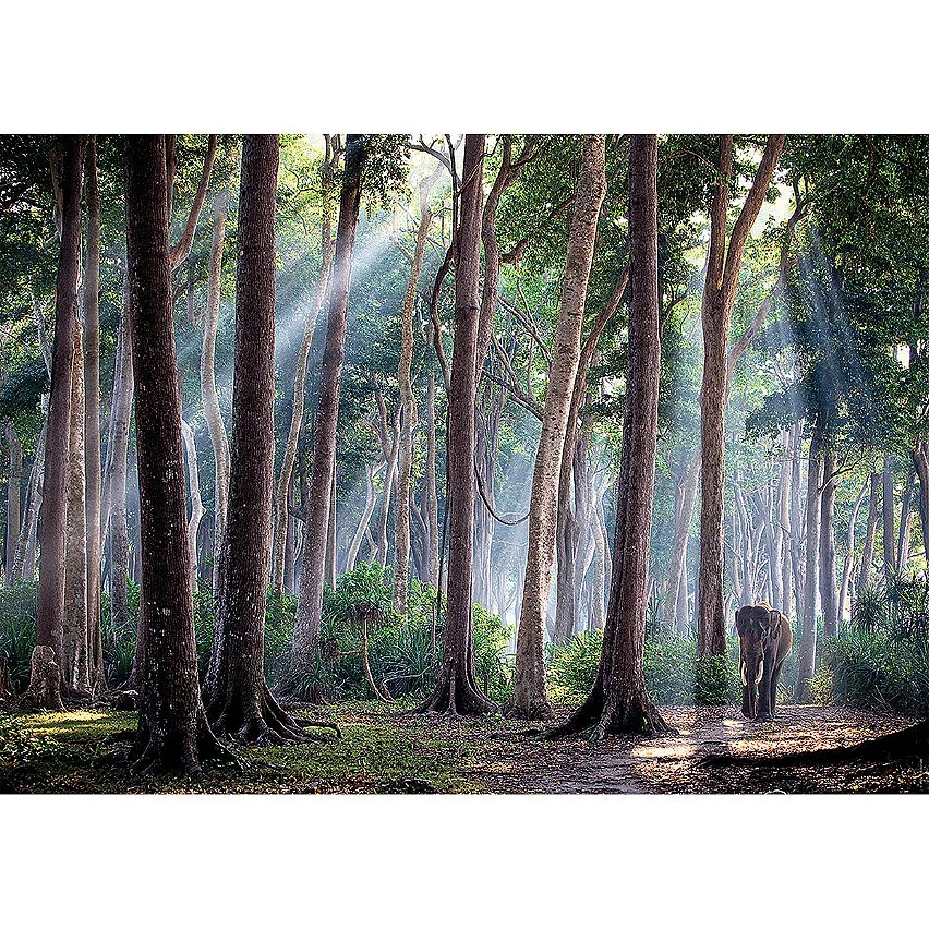 Coupon ✨ Ravensburger Puzzle N 1000 P - Forêt Indienne 😀 5 Coupon ✨ Ravensburger Puzzle N 1000 P - Forêt Indienne 😀 – Image 3