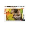Meilleur prix 🌟 Nathan Puzzle Puzzle N 1500 p - Chaton en automne ✨